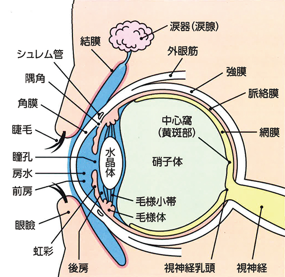 目の構造